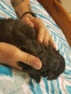 Small Photo #2 Shih-Poo Puppy For Sale in WETUMPKA, AL, USA