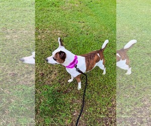 Beans- beautiful girl - Female American Staffordshire Terrier-Unknown Mix Dog for Adoption - Photo #4