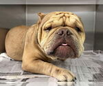 Small #4 Frenchie-Pei