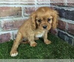 Small #4 Cavalier King Charles Spaniel