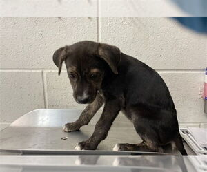 German Shepherd Dog-Unknown Mix Dogs for adoption in San Bernardino, CA, USA