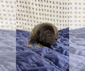 Mutt Dogs for adoption in Modesto, CA, USA