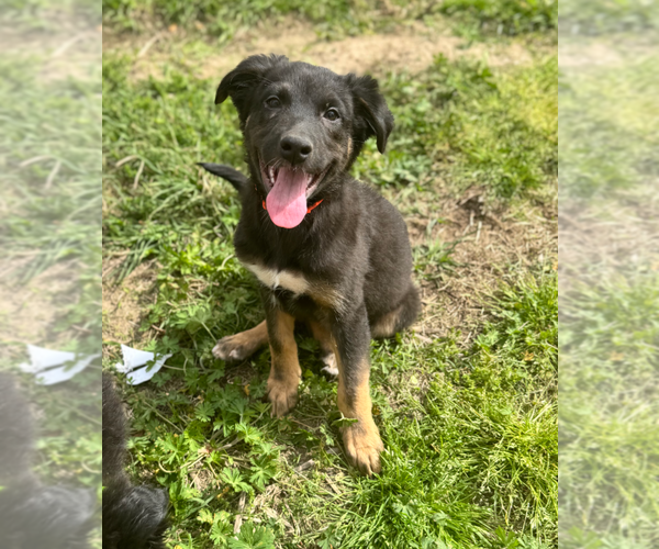 Medium Photo #1 Border Collie-Unknown Mix Puppy For Sale in Holly Springs, NC, USA