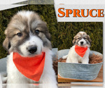 Puppy Spruce Great Pyrenees