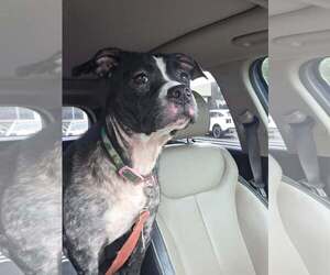 Boston Terrier-Unknown Mix Dogs for adoption in  Gainesville, FL, USA