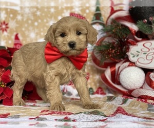 Bichpoo-Cavalier King Charles Spaniel Mix Puppy for sale in LANCASTER, PA, USA