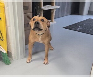 American Pit Bull Terrier Dogs for adoption in Ocala, FL, USA