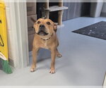 Small American Pit Bull Terrier