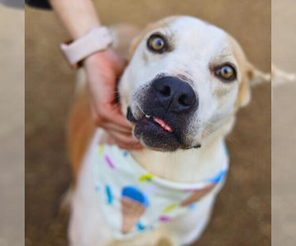 Medium Photo #1 American Staffordshire Terrier-Unknown Mix Puppy For Sale in San Antonio, TX, USA