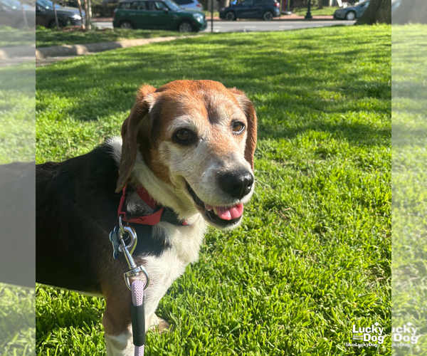 Medium Photo #8 Beagle Puppy For Sale in Washington, DC, USA