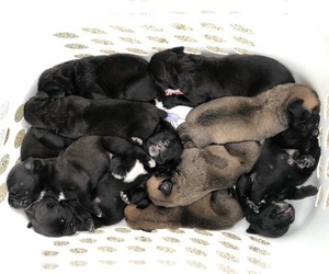 Bullmastiff Puppy for sale in GREENVILLE, NC, USA