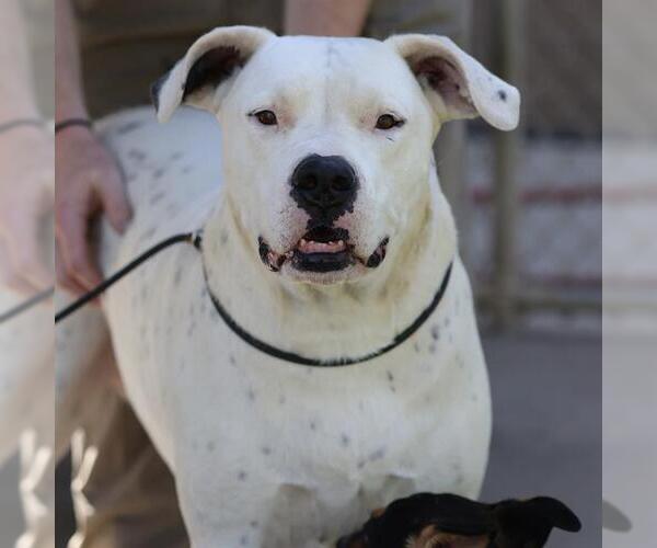 Medium Photo #2 Argentinian Mastiff-Unknown Mix Puppy For Sale in Modesto, CA, USA
