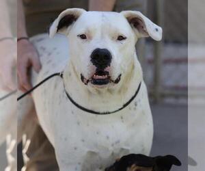 LADY NALA - Female Argentinian Mastiff-Unknown Mix Dog for Adoption - Photo #2