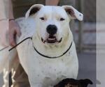 Small Photo #2 Argentinian Mastiff-Unknown Mix Puppy For Sale in Modesto, CA, USA