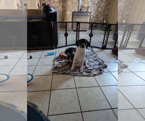 Cookie's Puppies *Help! We need a foster home!* - Female Labrador Retriever-Unknown Mix Dog for Adoption - Photo #6