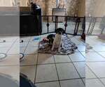Small #5 Labrador Retriever Mix