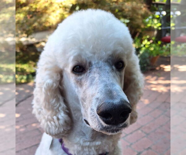 Medium Photo #1 Poodle (Standard)-Unknown Mix Puppy For Sale in San Jose, CA, USA
