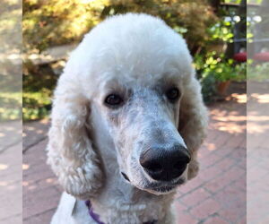 Poodle (Standard)-Unknown Mix Dogs for adoption in San Jose, CA, USA