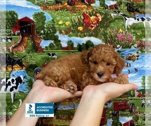 Poodle (Toy) Puppy for sale in WINNSBORO, LA, USA