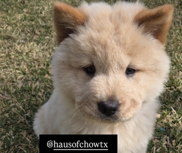 Medium Photo #1 Chow Chow Puppy For Sale in RED OAK, TX, USA