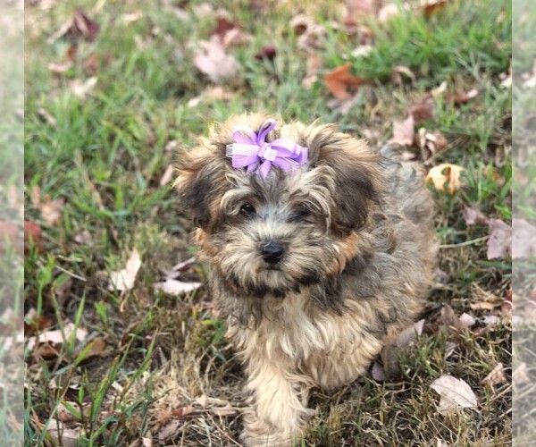 Medium Photo #1 YorkiePoo Puppy For Sale in BARNESVILLE, KS, USA