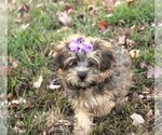Small Photo #1 YorkiePoo Puppy For Sale in BARNESVILLE, KS, USA