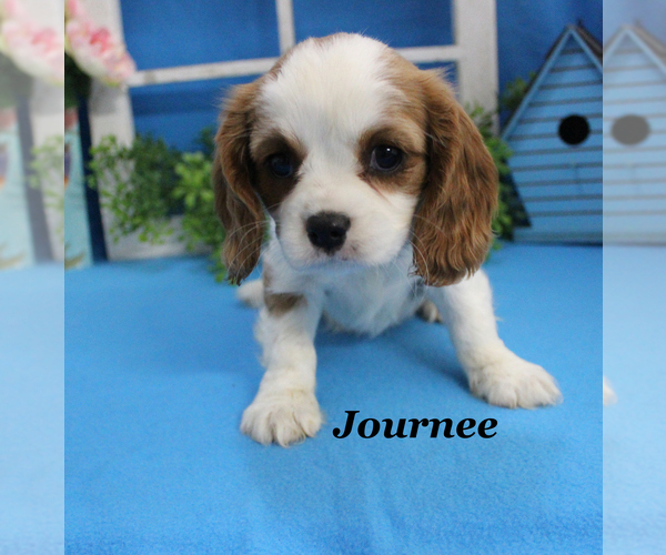 Medium Photo #14 Cavalier King Charles Spaniel Puppy For Sale in CHANUTE, KS, USA