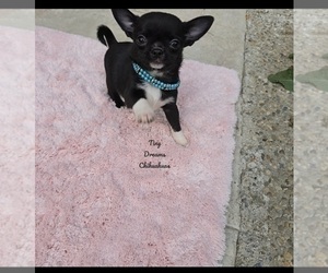 Chihuahua Puppy for sale in CRAFTON, PA, USA