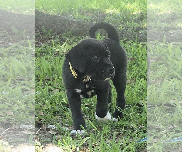 Medium Photo #1 Labrador Retriever-Unknown Mix Puppy For Sale in The Woodlands, TX, USA