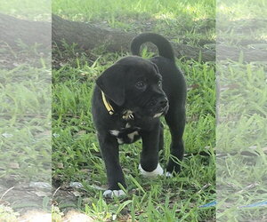 Labrador Retriever-Unknown Mix Dogs for adoption in The Woodlands, TX, USA
