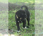 Small Labrador Retriever Mix