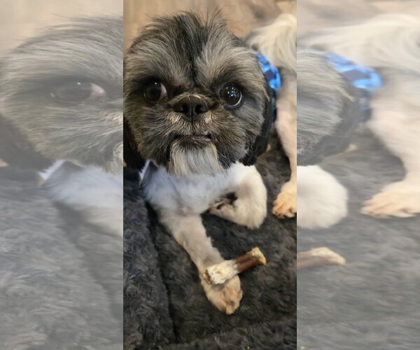 Medium Photo #6 Shih Tzu Puppy For Sale in Mount Laurel, NJ, USA