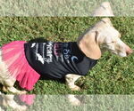 Small #12 Dachshund
