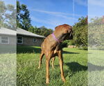 Small #11 Doberman Pinscher-Great Dane Mix