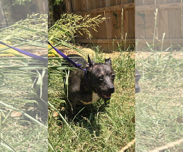 Medium Photo #2 American Staffordshire Terrier-Unknown Mix Puppy For Sale in Jackson, MS, USA