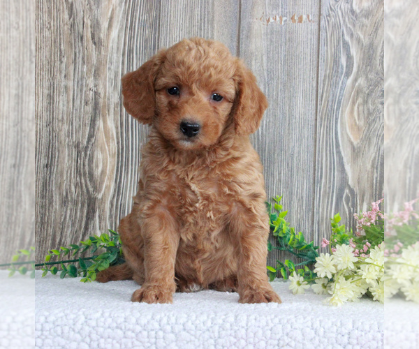 Medium Photo #4 Goldendoodle-Poodle (Miniature) Mix Puppy For Sale in HONEY BROOK, PA, USA