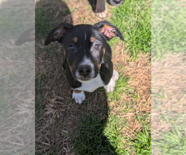 Medium Photo #1 Mutt Puppy For Sale in garner, NC, USA