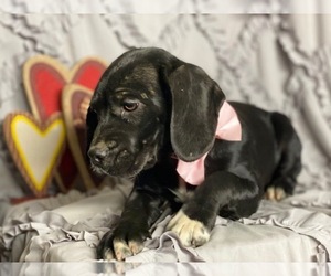 Cocker Spaniel-Staffordshire Bull Terrier Mix Puppy for sale in LANCASTER, PA, USA