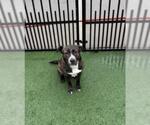 Small #11 American Pit Bull Terrier-Plott Hound Mix
