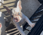 Small #2 French Bulldog