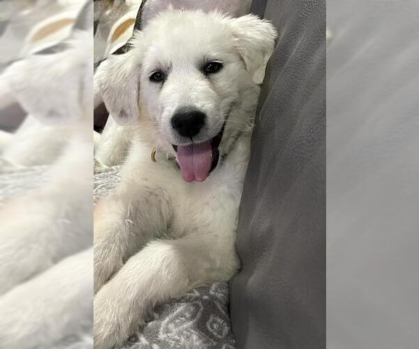 Medium Photo #46 Great Pyrenees-Unknown Mix Puppy For Sale in Houston, TX, USA