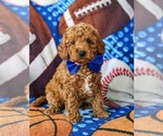 Small Photo #1 Poodle (Toy) Puppy For Sale in GLEN ROCK, PA, USA