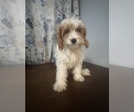 Small #63 Cavapoo-Poodle (Miniature) Mix