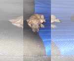 Small #14 Staffordshire Bull Terrier Mix
