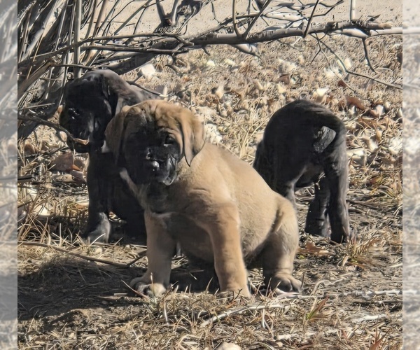 Medium Photo #11 Mastiff Puppy For Sale in KERSEY, CO, USA