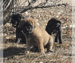 Small #10 Mastiff