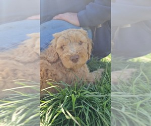 Labradoodle Puppy for Sale in RAVENSWOOD, West Virginia USA