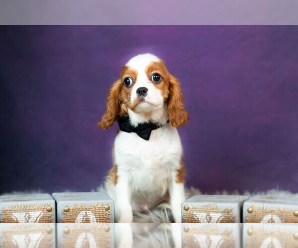 Medium Photo #6 Cavalier King Charles Spaniel Puppy For Sale in WARSAW, IN, USA