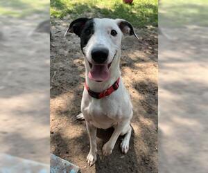 Pointer-Unknown Mix Dogs for adoption in West Valley, UT, USA