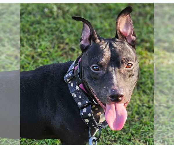 Medium Photo #5 American Pit Bull Terrier-Unknown Mix Puppy For Sale in Hillsboro, NH, USA